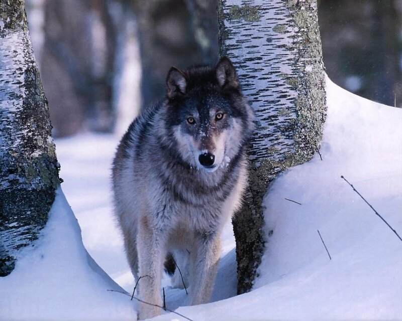 Wolf in Snowy Forest — White, Alert, Winter, Photograph, Snow