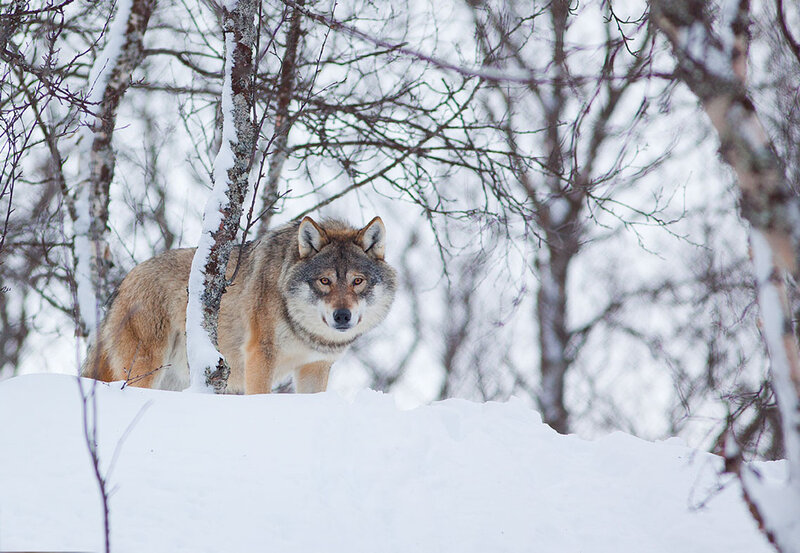 Wolf in Snowy Forest — White, Alert, Winter, Photograph, Snow, Trees