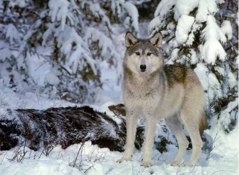 Wolf in Snowy Forest — White, Alert, Winter, Photograph
