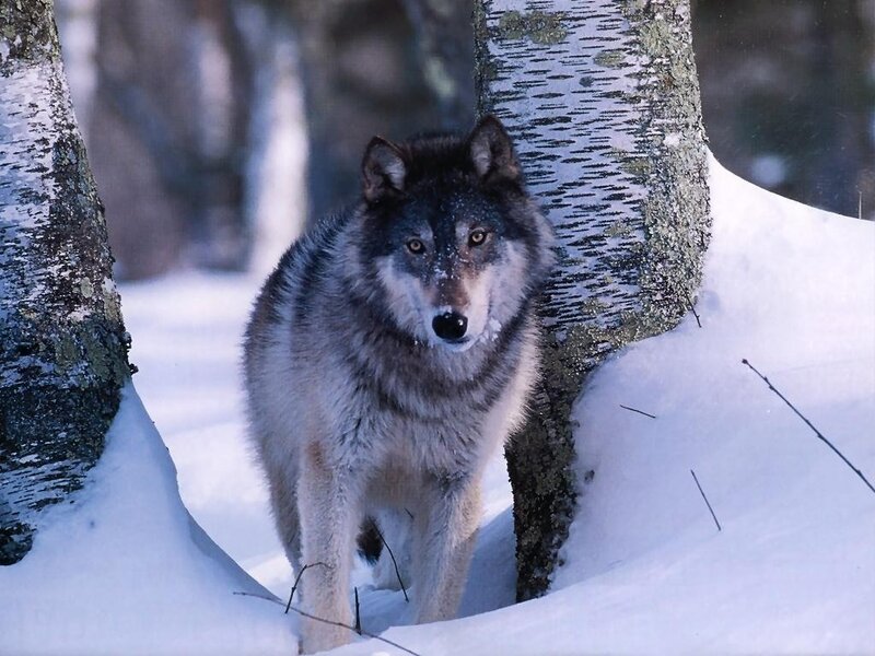 Wolf in Snowy Forest — White, Alert, Winter