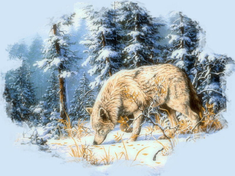 Wolf in Snowy Forest — White, Calm