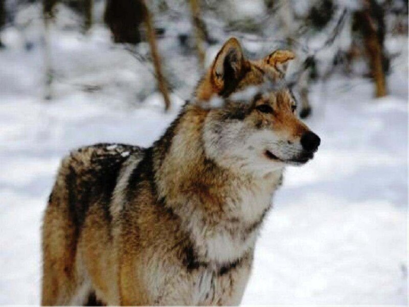 Wolf in Snowy Forest — White, Calm, Winter, Photograph, Snow