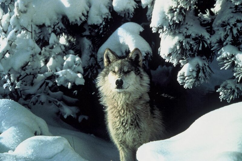 Wolf in Snowy Forest — White, Calm, Winter, Photograph, Snow, Trees, Gray, Black