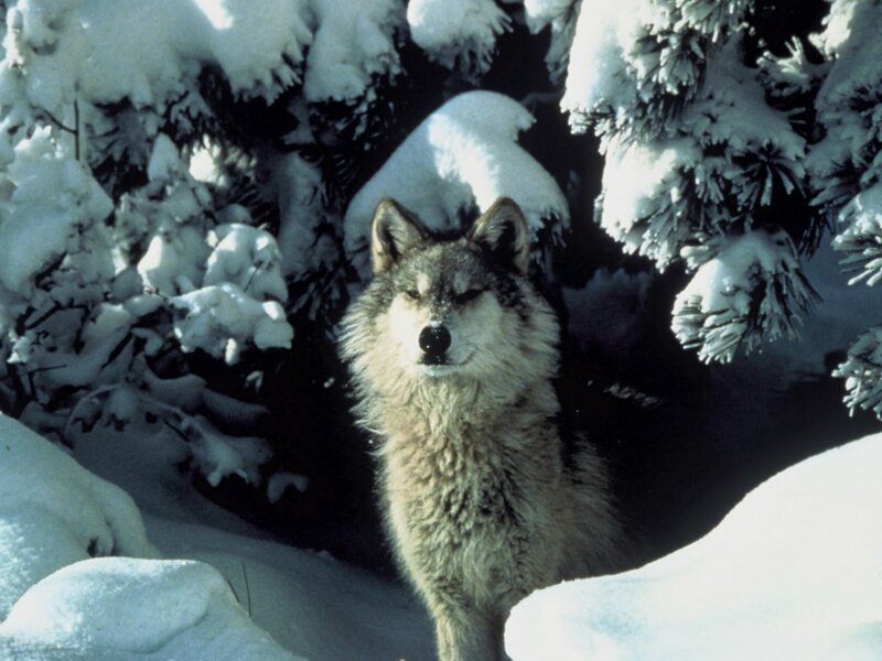 Wolf in Snowy Forest — White, Calm, Winter, Photograph