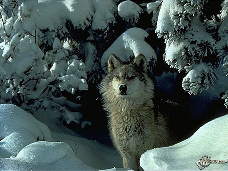 Wolf in Snowy Forest — White, Calm, Winter