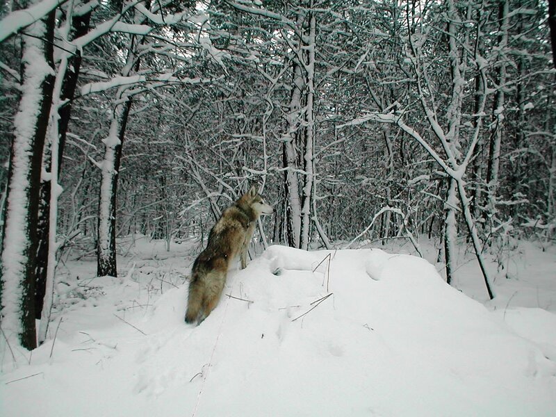 Wolf in Snowy Forest — White, Cold
