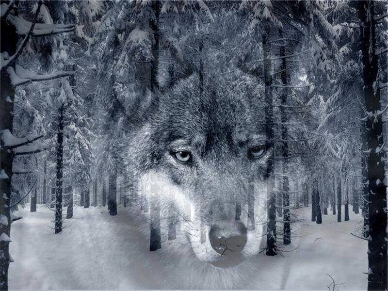 Wolf in Snowy Forest — White, Cold, Winter, Photograph, Snow