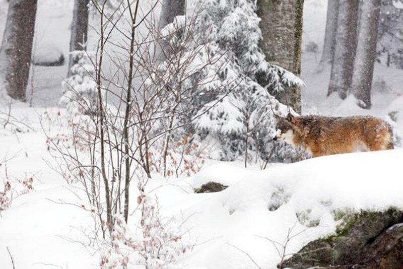 Wolf in Snowy Forest — White, Cold, Winter, Photograph