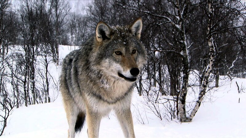 Wolf in Snowy Forest — White, Cold, Winter