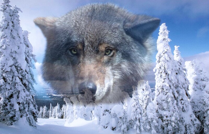 Wolf in Snowy Forest — White, Dramatic