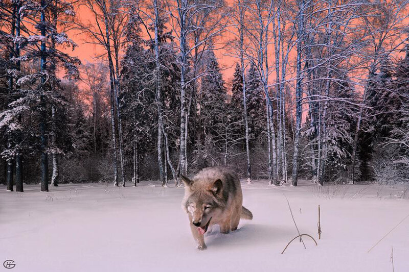 Wolf in Snowy Forest — White, Dramatic, Winter