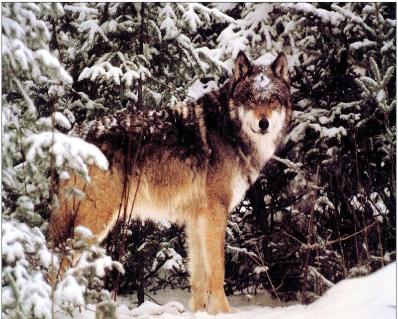 Wolf in Snowy Forest — White, Natural