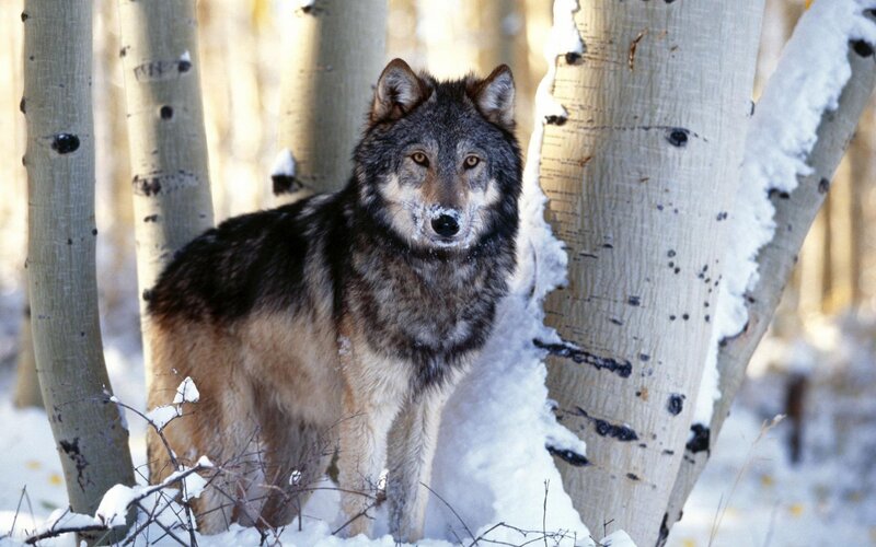Wolf in Snowy Forest — White, Natural, Winter