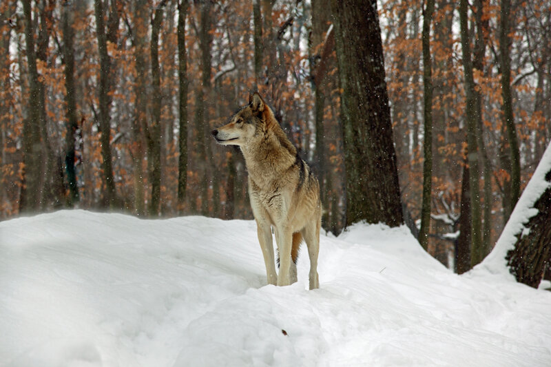 Wolf in Snowy Forest — White
