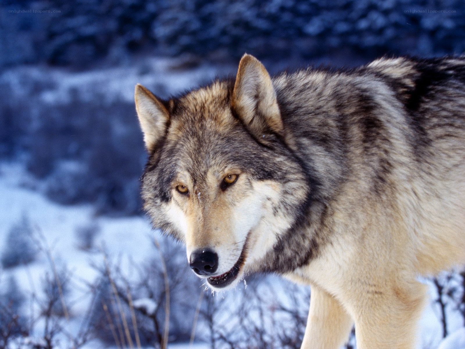wolf in snowy landscape