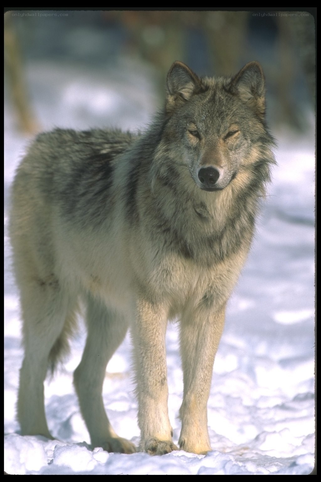wolf in snowy landscape