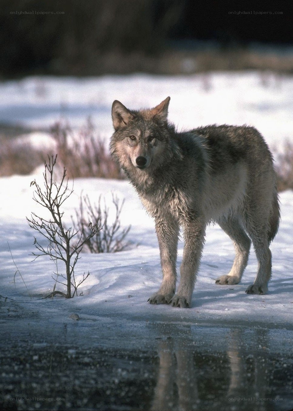 wolf in snowy landscape