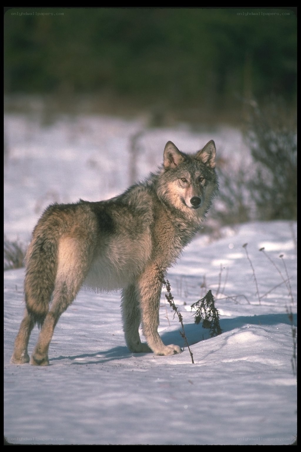 wolf in snowy landscape