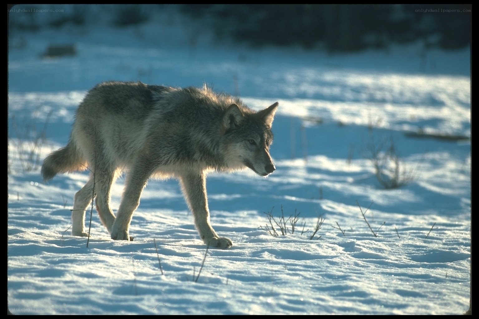 wolf in snowy landscape