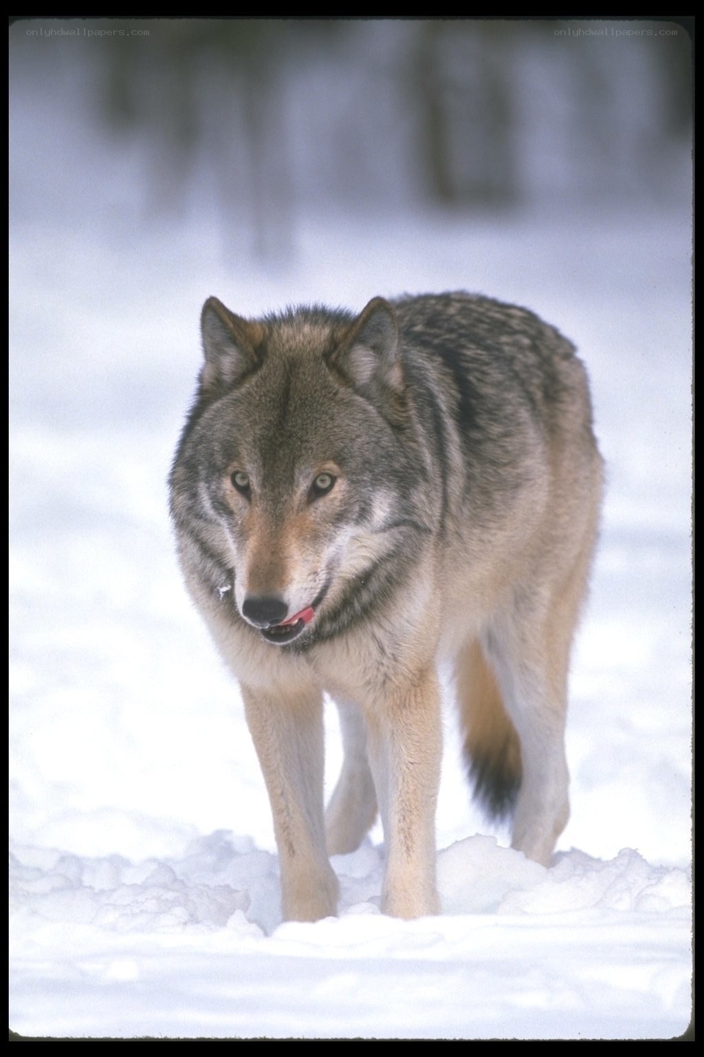 wolf in snowy landscape