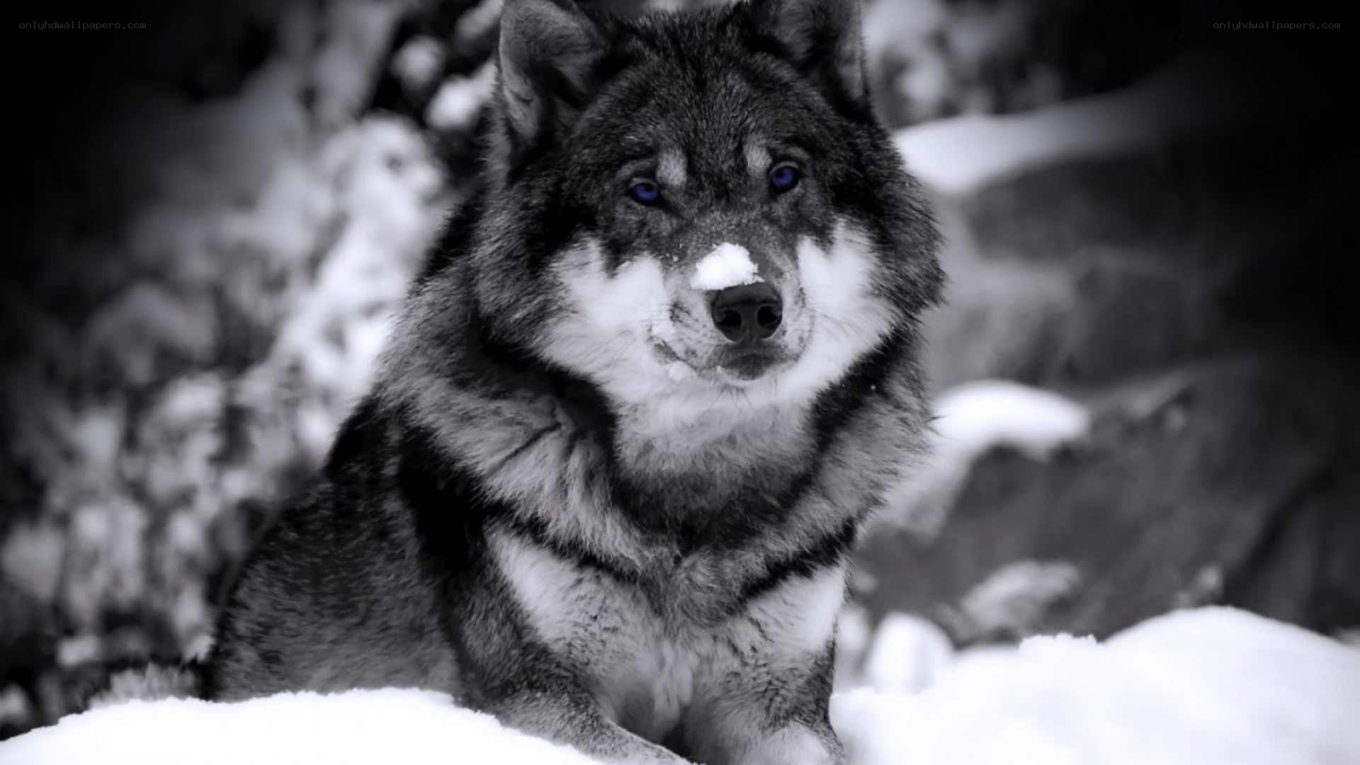 wolf in snowy landscape