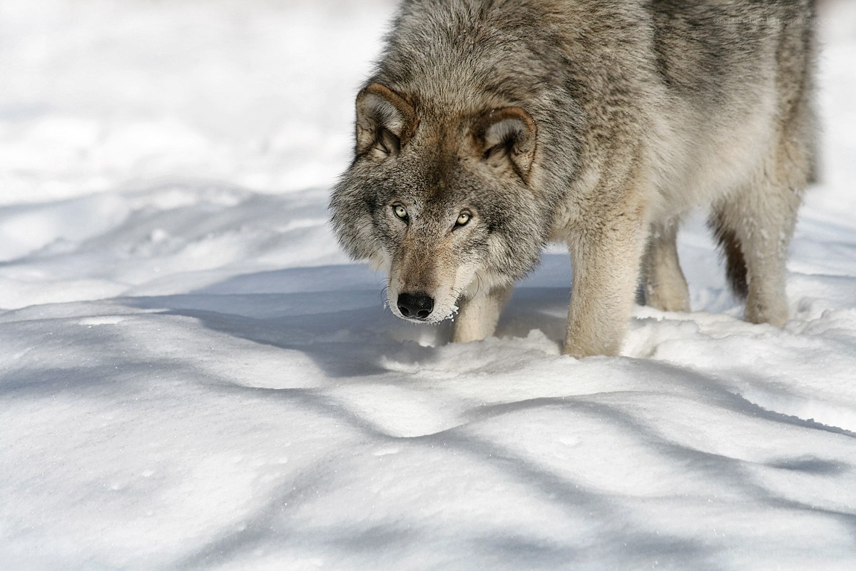 wolf in snowy landscape