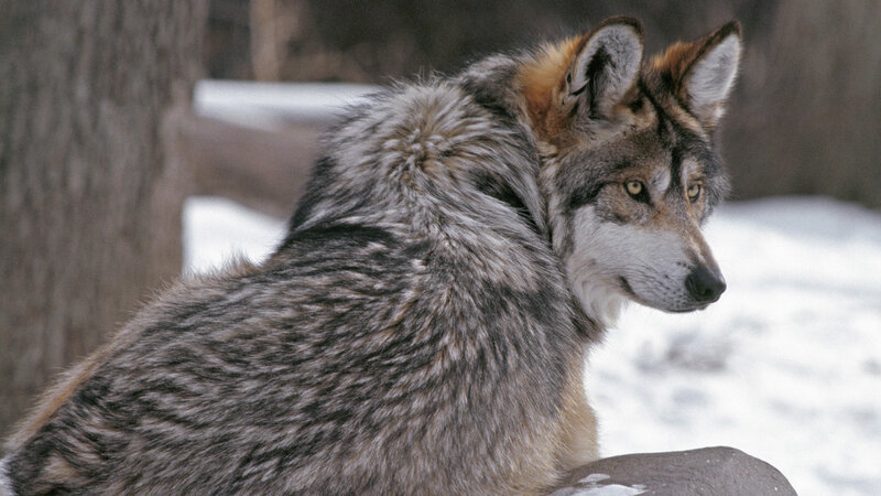 wolf in snowy landscape