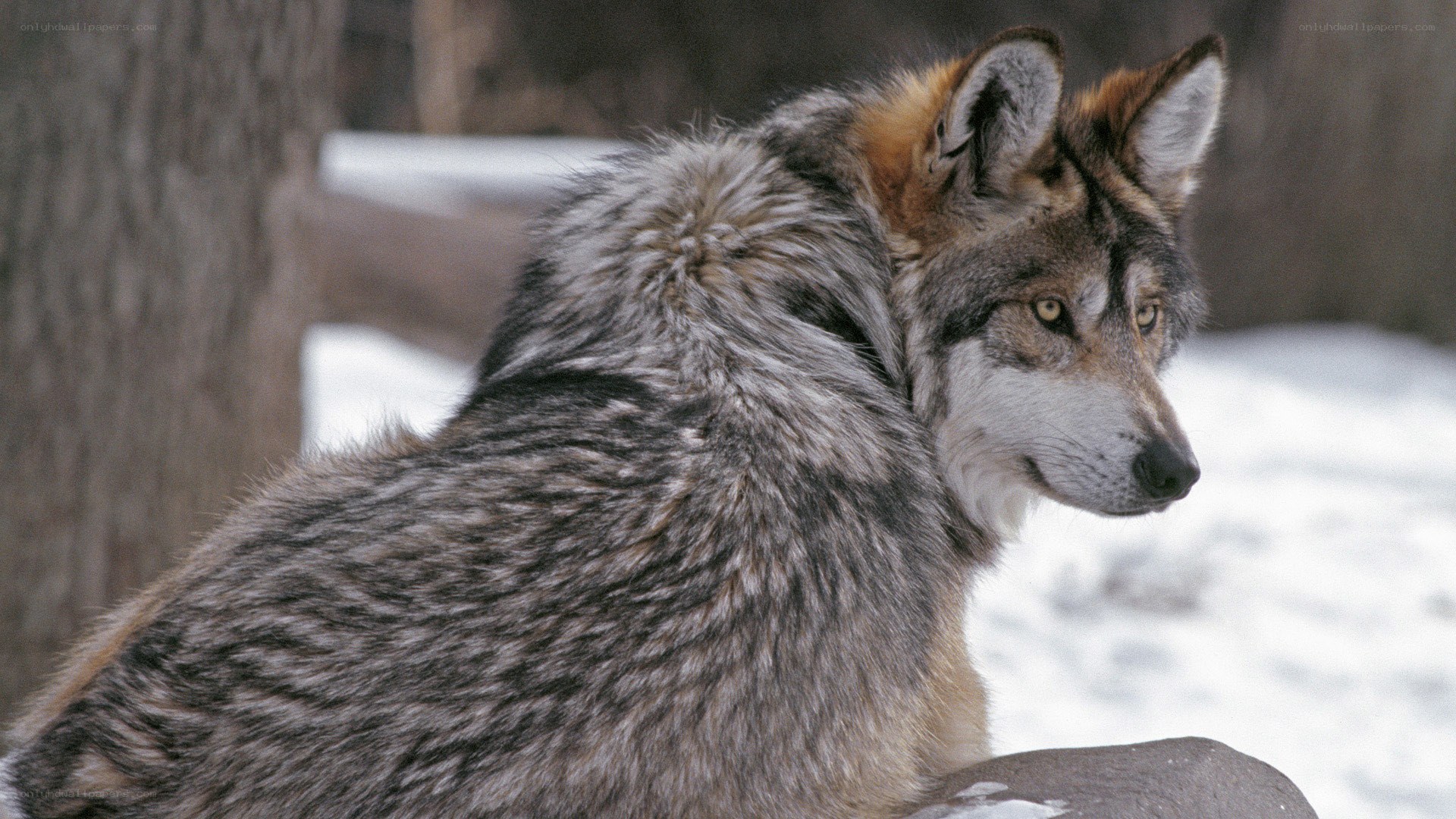 wolf in snowy landscape