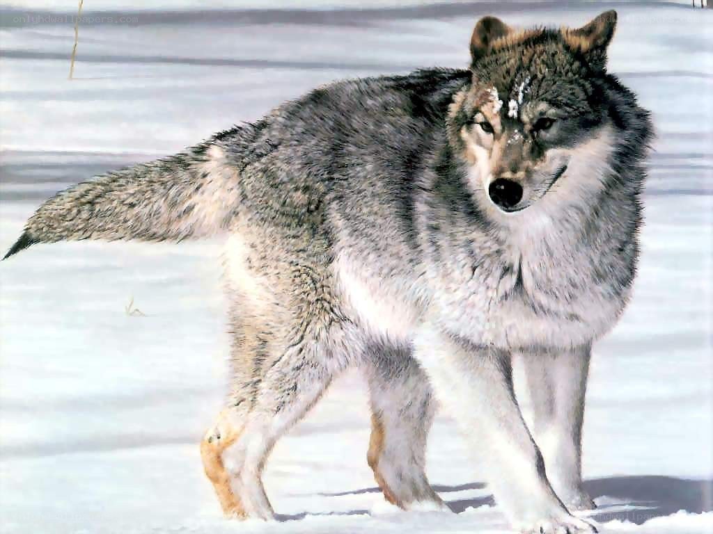 wolf in snowy landscape
