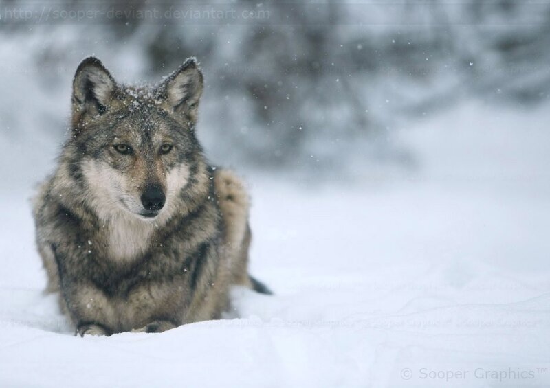 wolf in snowy landscape