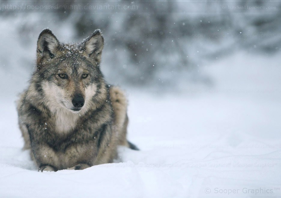 wolf in snowy landscape