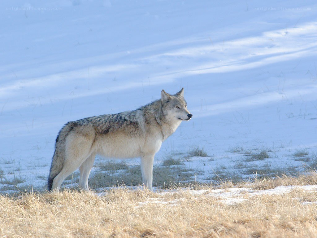 wolf in snowy landscape