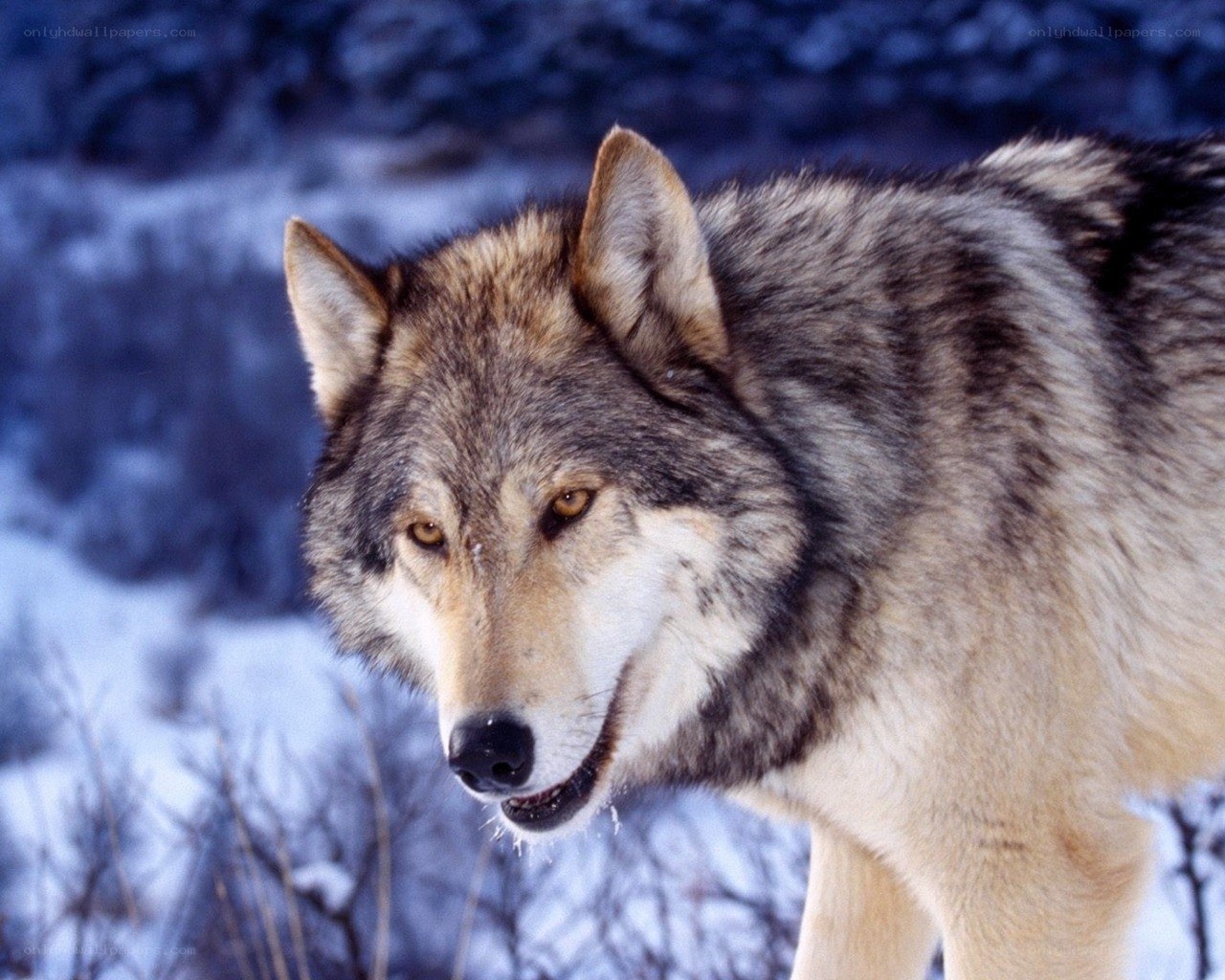 wolf in snowy landscape
