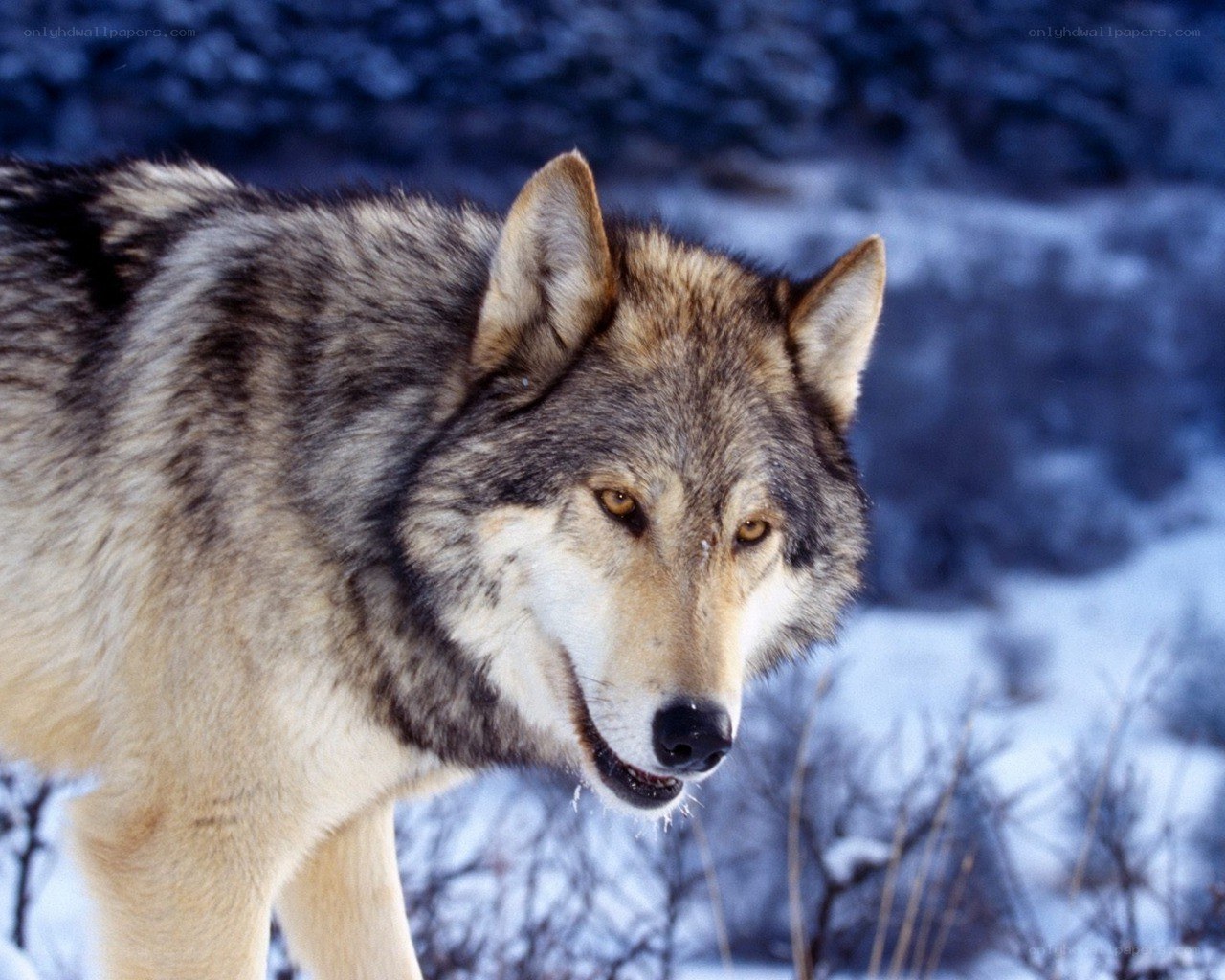 wolf in snowy landscape