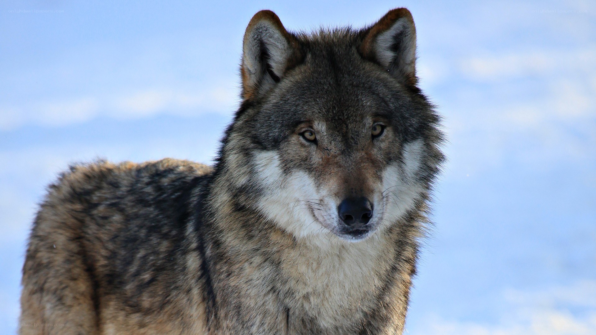 wolf in snowy landscape