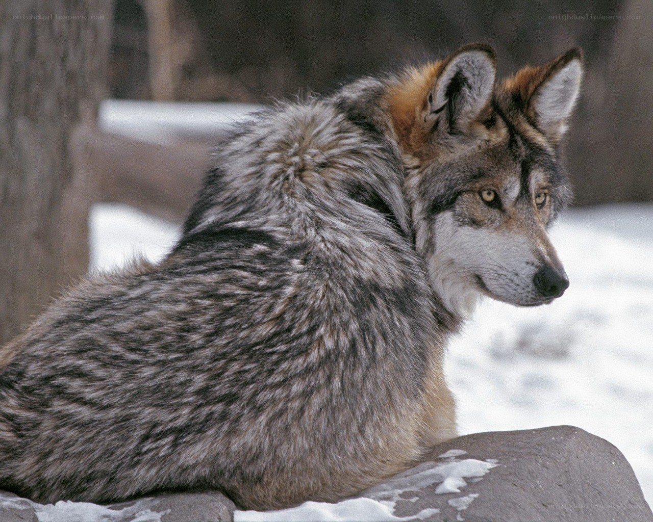 wolf in snowy landscape