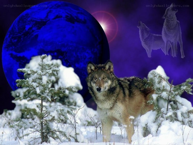 wolf in snowy landscape