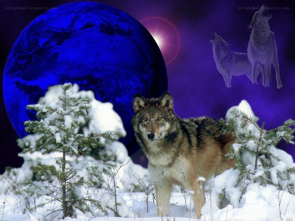 wolf in snowy landscape