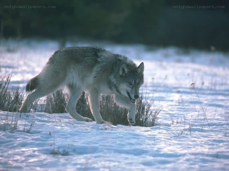 wolf in snowy landscape
