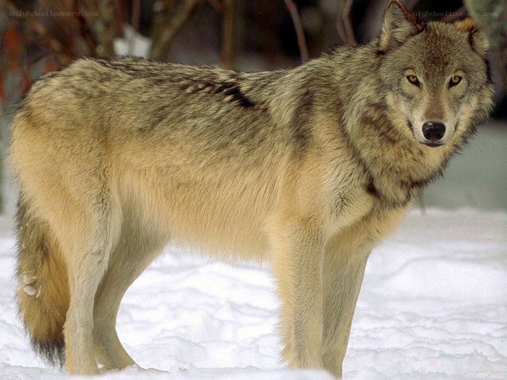wolf in snowy landscape