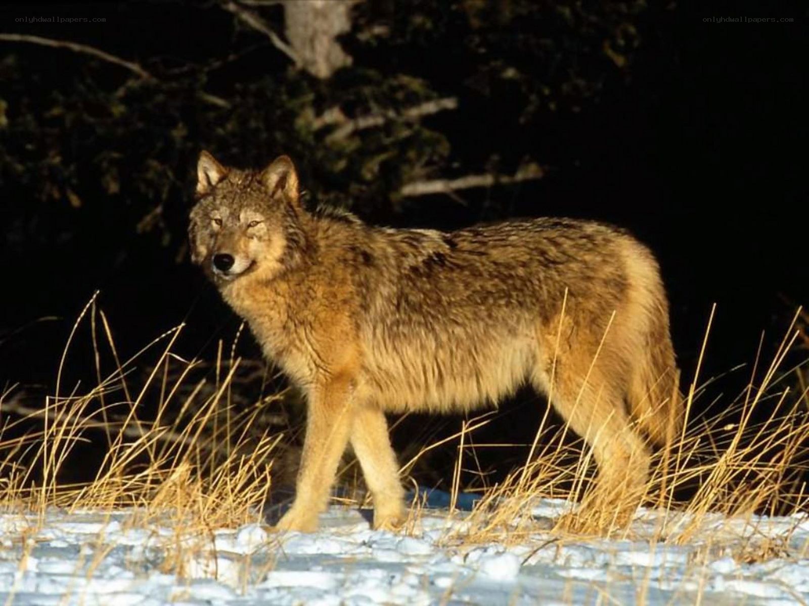 wolf in snowy landscape