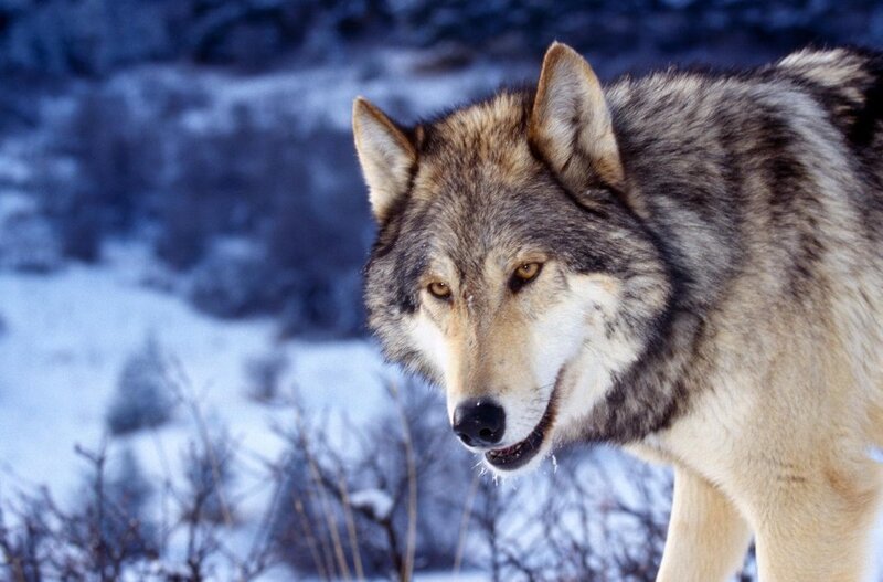 wolf in snowy landscape