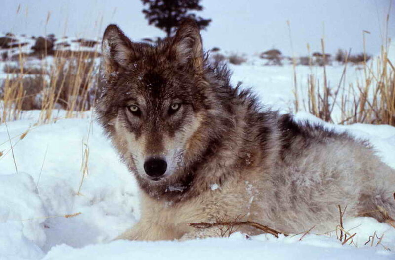 wolf in snowy landscape