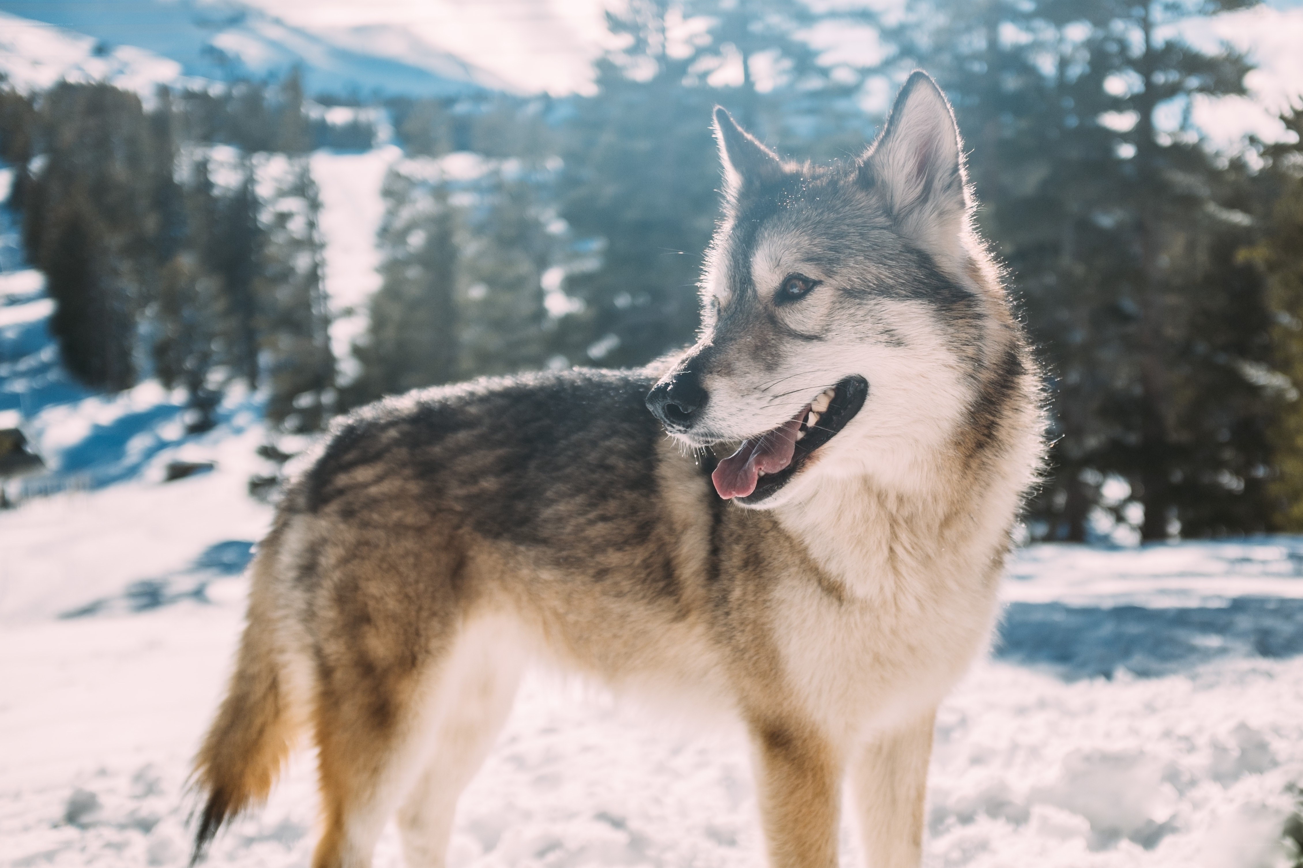 wolf in snowy landscape