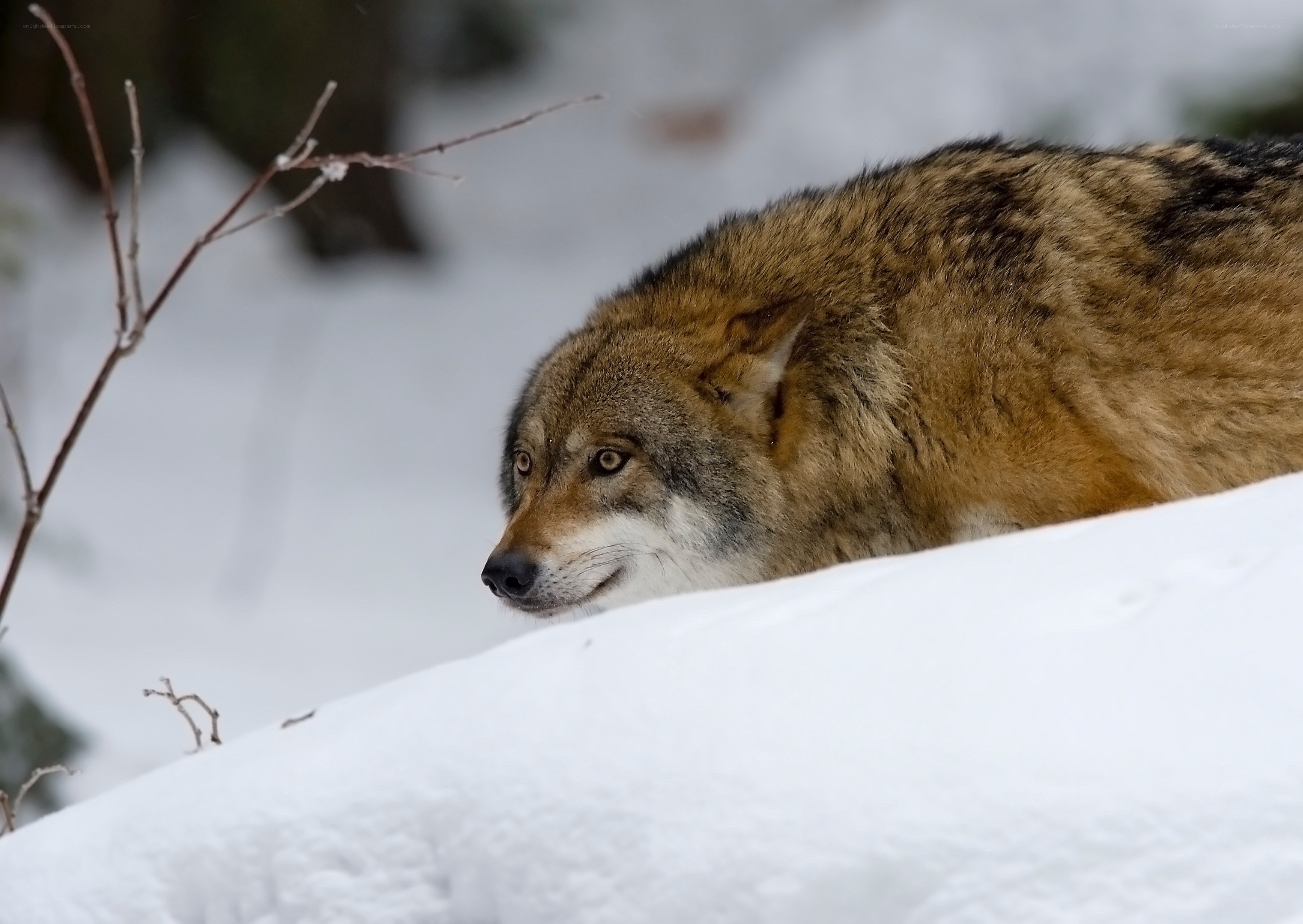 wolf in snowy landscape