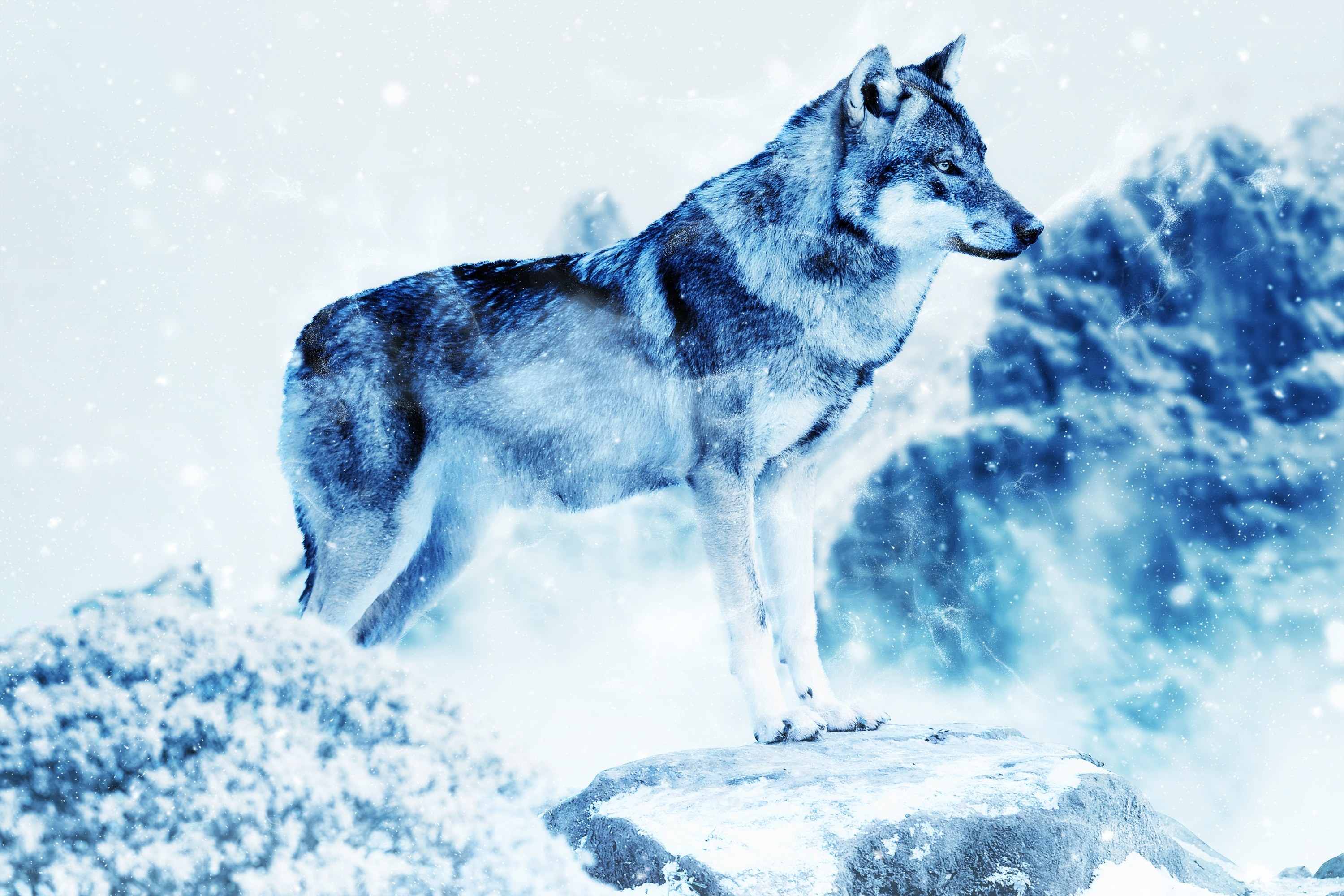 wolf in snowy landscape