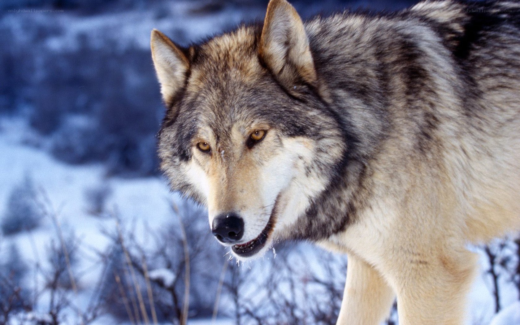 wolf in snowy landscape