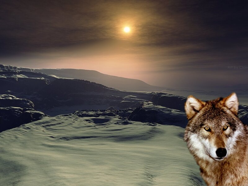 Wolf in Snowy Landscape — Brown