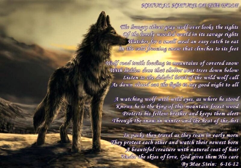 Wolf in Snowy Landscape — Gray, Dramatic