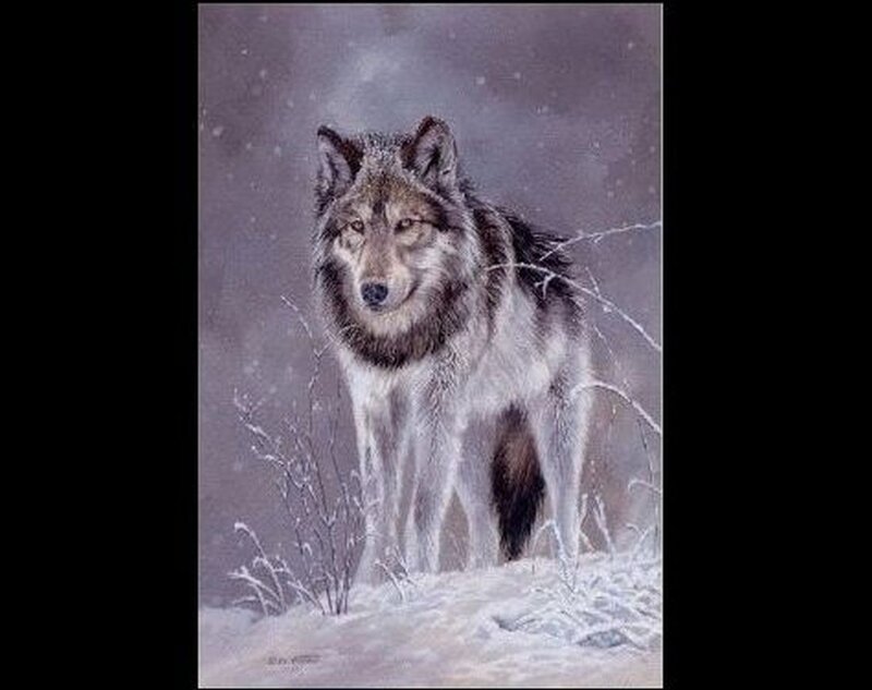 Wolf in Snowy Landscape — Gray
